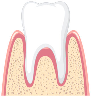 Strong tooth in gum on white background illustration